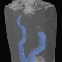 3-D reconstruction of a blastoid fossil shows its gut highlighted in blue
